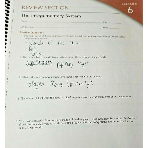 Broward College Anatomy And Physiology 1st Edition Lab Manual Preowned - Picture 5 of 5